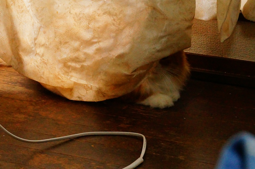 かくれんぼ