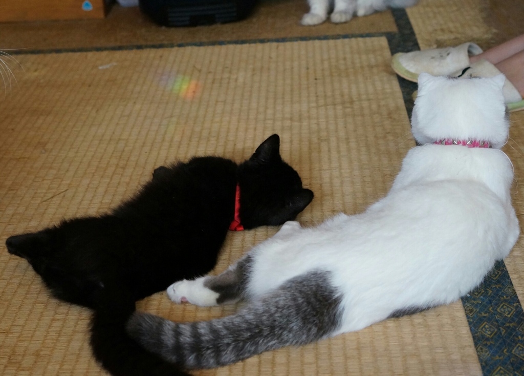 お兄ちゃんの真似～