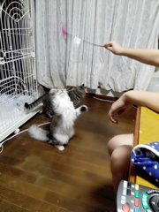 おもちゃを求めて