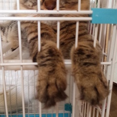 あんよ