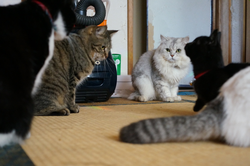 おっお前も遊ぶの？ 届くかなぁ？