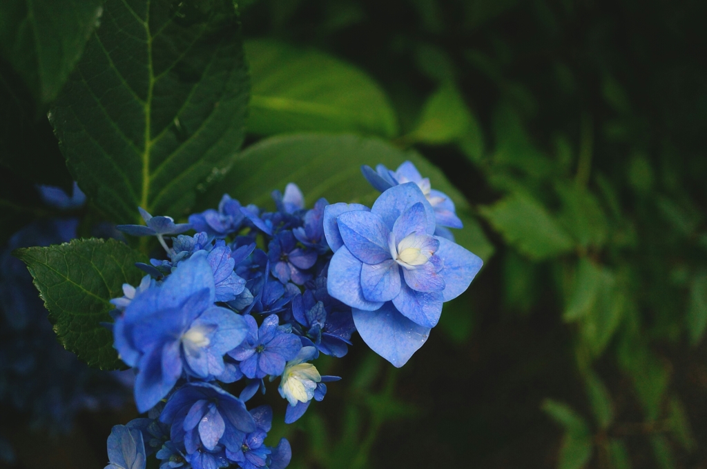 この花が……