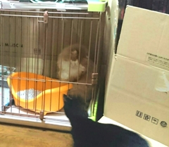 リック兄ちゃんそこ僕の部屋だよ。