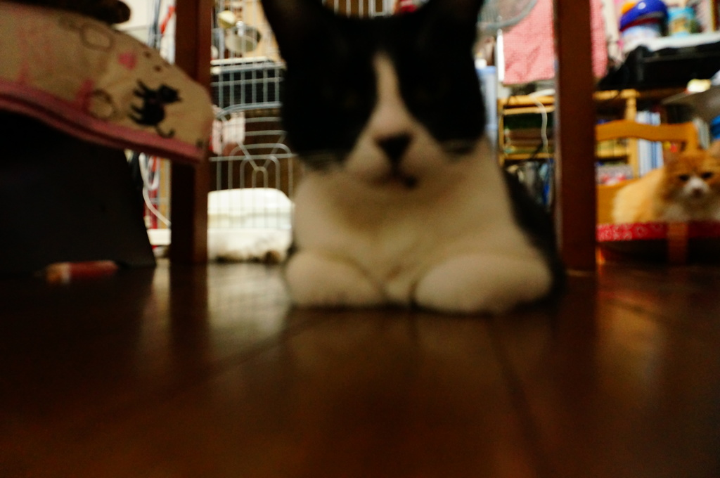 燐