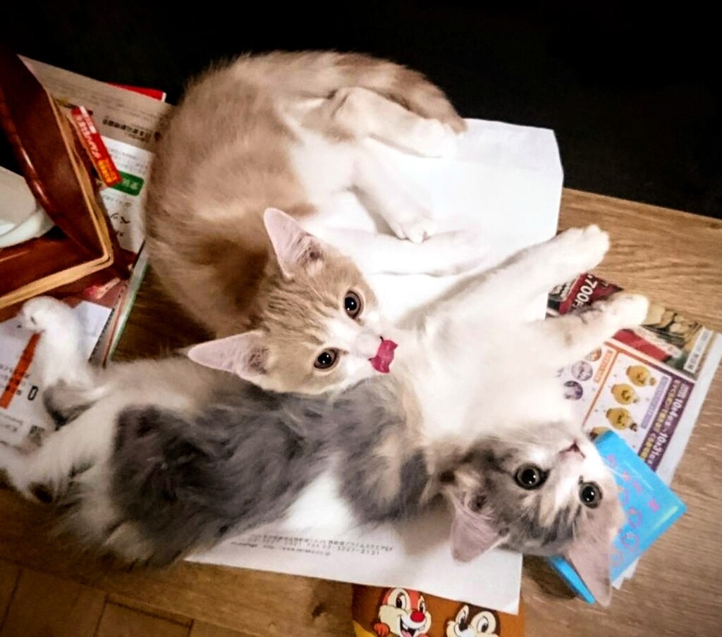 テーブルの上で何故か落ち着く