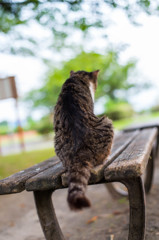 猫背