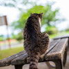 猫背