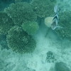 DSCF0336