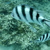 DSCF0254
