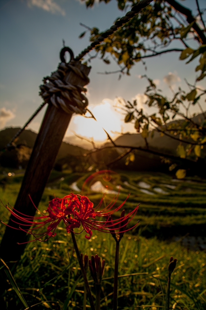 燃える花