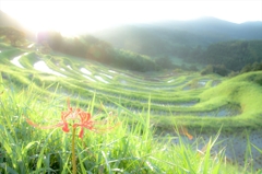 死の花、生の光