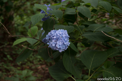 遅咲きの紫陽花