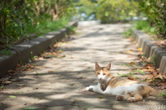 美形猫