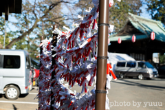 新年の運試し、引き取ります