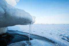 氷の端にも涙　の氷柱