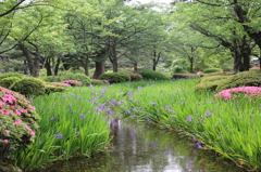 兼六園(春・スミレ)