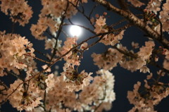 夜桜
