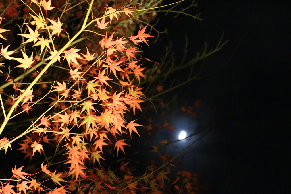 月と