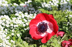 お花