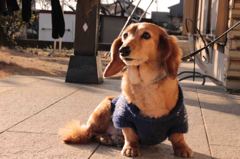 おとめすわり