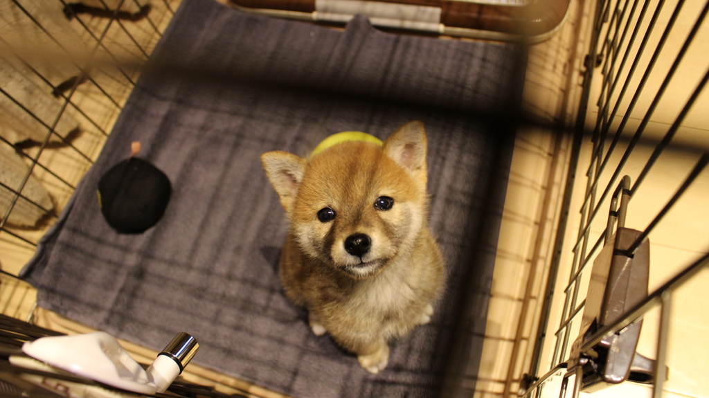 おうち!