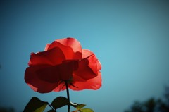 花影