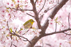 河津桜で