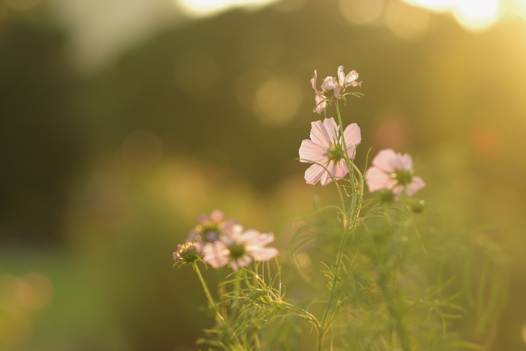 夕暮れ秋桜