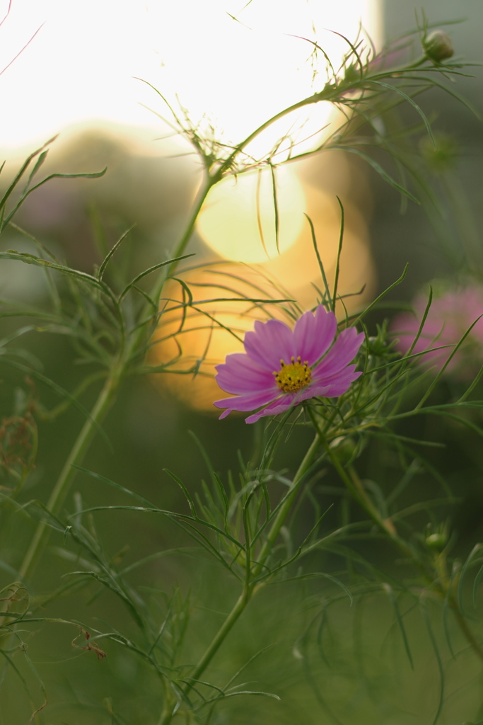 夕暮れ秋桜