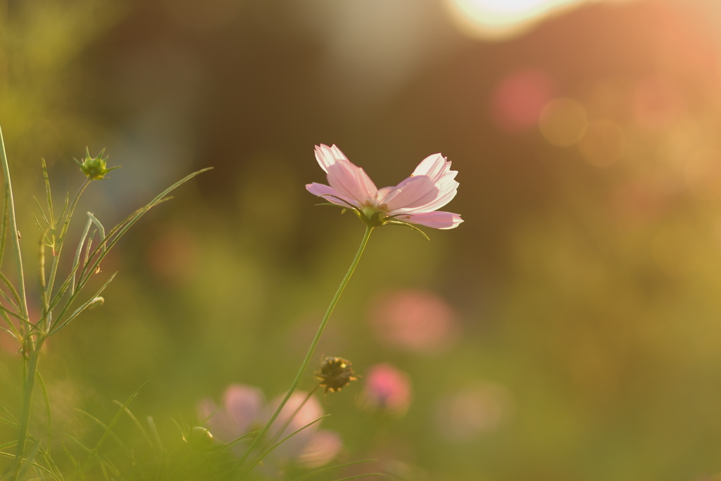 夕暮れ秋桜