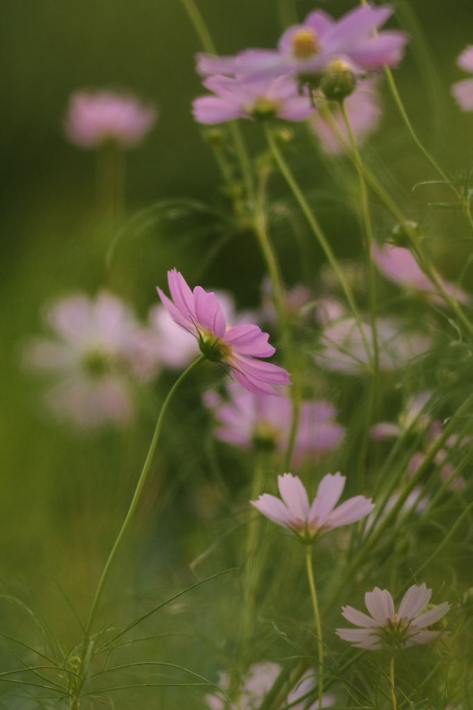 夕暮れ秋桜