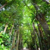 FUKUGI-NAMIKI