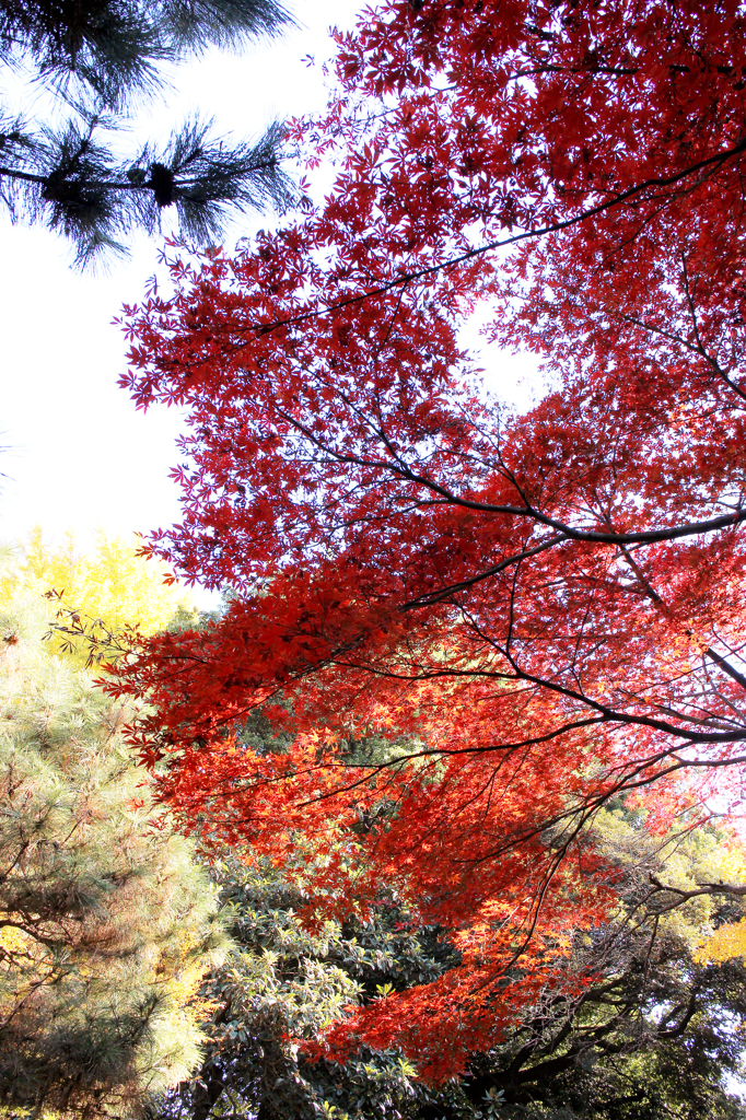 赤のグラデーション