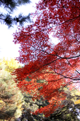 赤のグラデーション