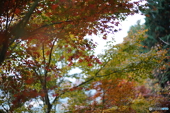 やっと紅葉かな