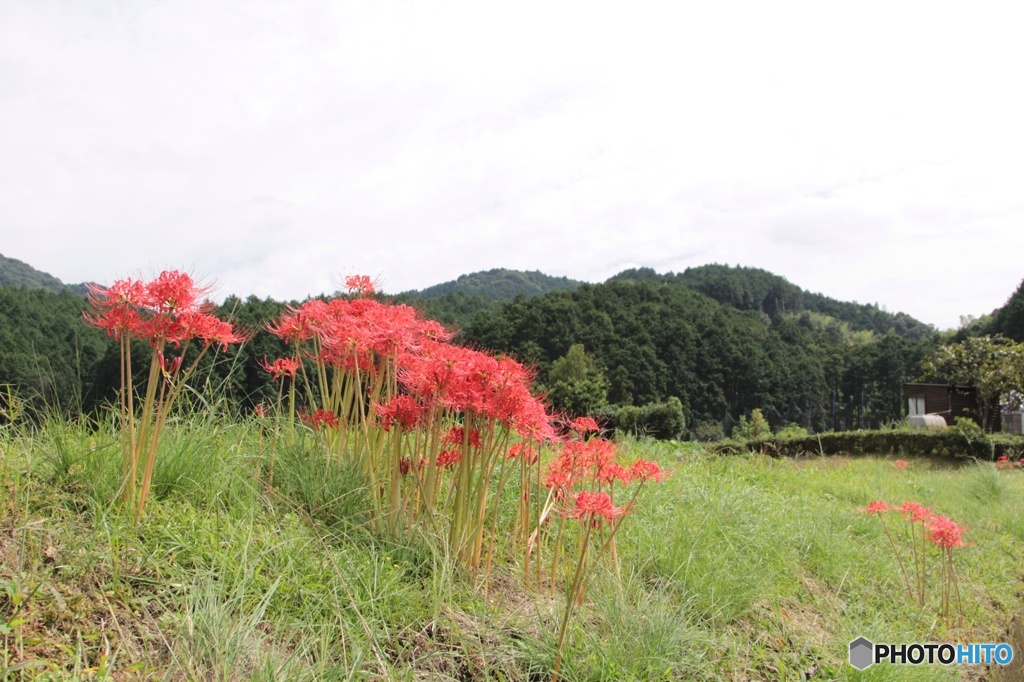 彼岸花03