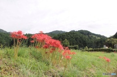 彼岸花03