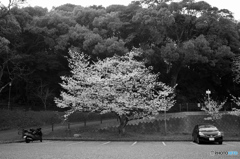 西公園ー3