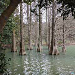 篠栗九大の森02