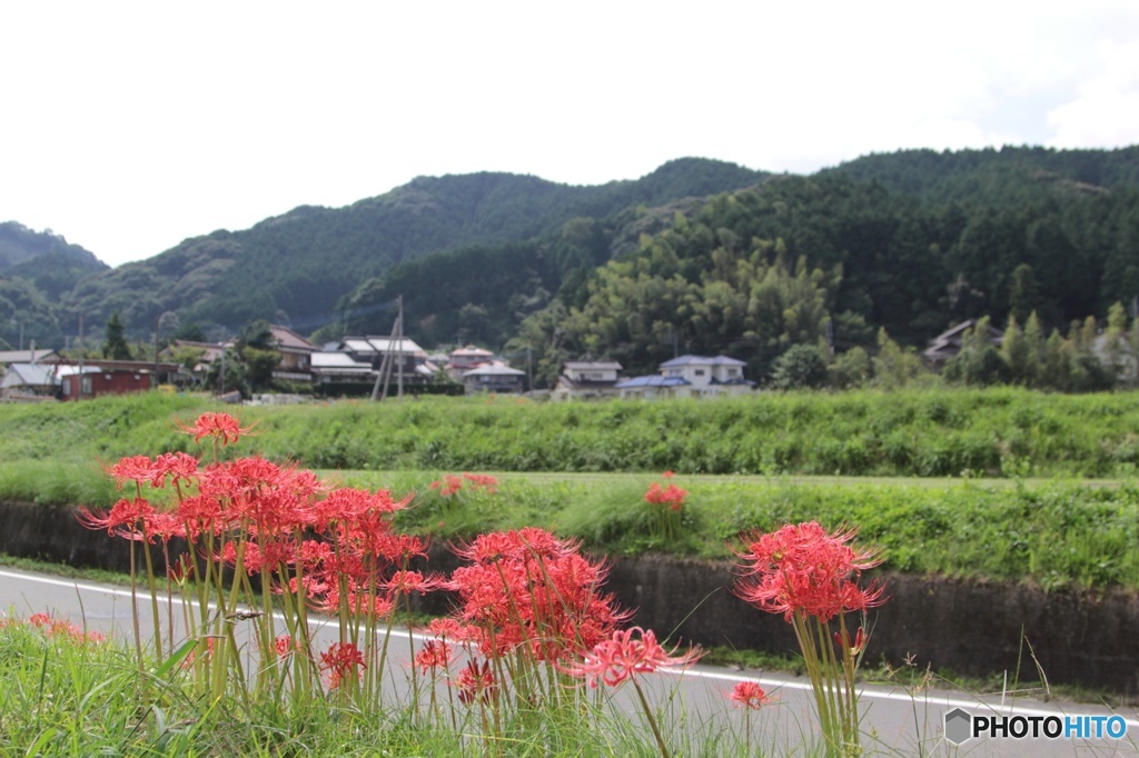 彼岸花02