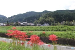 彼岸花02