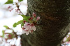 2016-04-10_062003710_5C995_iOS