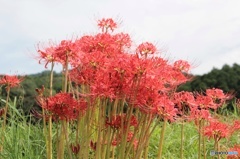 彼岸花01