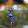 庭の花