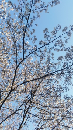 梅