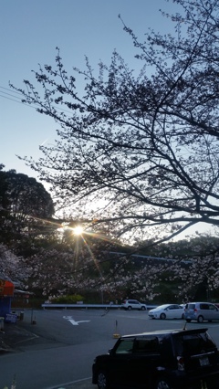 桜と斜陽