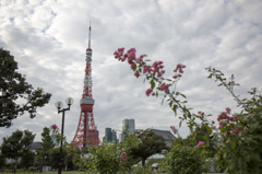 東京タワーと花...（東京タワーメインver）