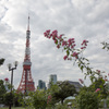 東京タワーと花...（東京タワーメインver）