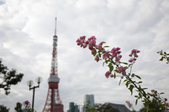東京タワーと花...（花メインver）