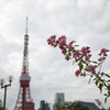 東京タワーと花...（花メインver）